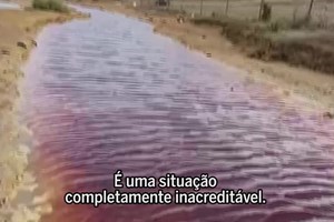 Investigação SÁBADO. A luta de um veterinário contra um crime ambiental