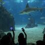 Nunca mais é sábado: do Oceanário a uma festa noturna, temos 11 ideias para o seu fim de semana
