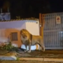 Itália: Leão foge de circo e vagueia pela cidade