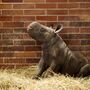 Zoo celebra nascimento de rinoceronte negro oriental à beira da extinção