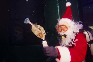 Homem vestido de Pai Natal entra dentro de aquário para dar comida aos peixes nos EUA