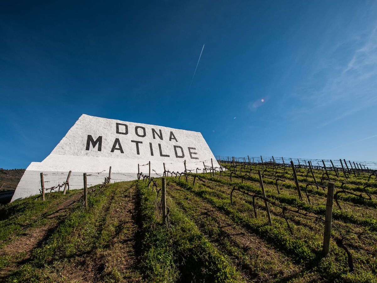 Vinha do Pinto: velha, despojada e elegante