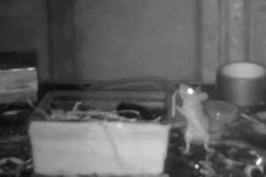 Homem descobre que rato de estimação lhe arruma o barracão todas as noites