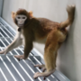 Clonado macaco-rhesus para investigação cientifica. Qual é o lugar da ética?