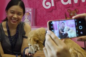 Abrigo organiza "encontro" com animais resgatados no Dia dos Namorados