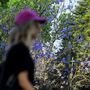 Jacarandás em flor na Cidade do México fazem soar os alarmes das alterações climáticas