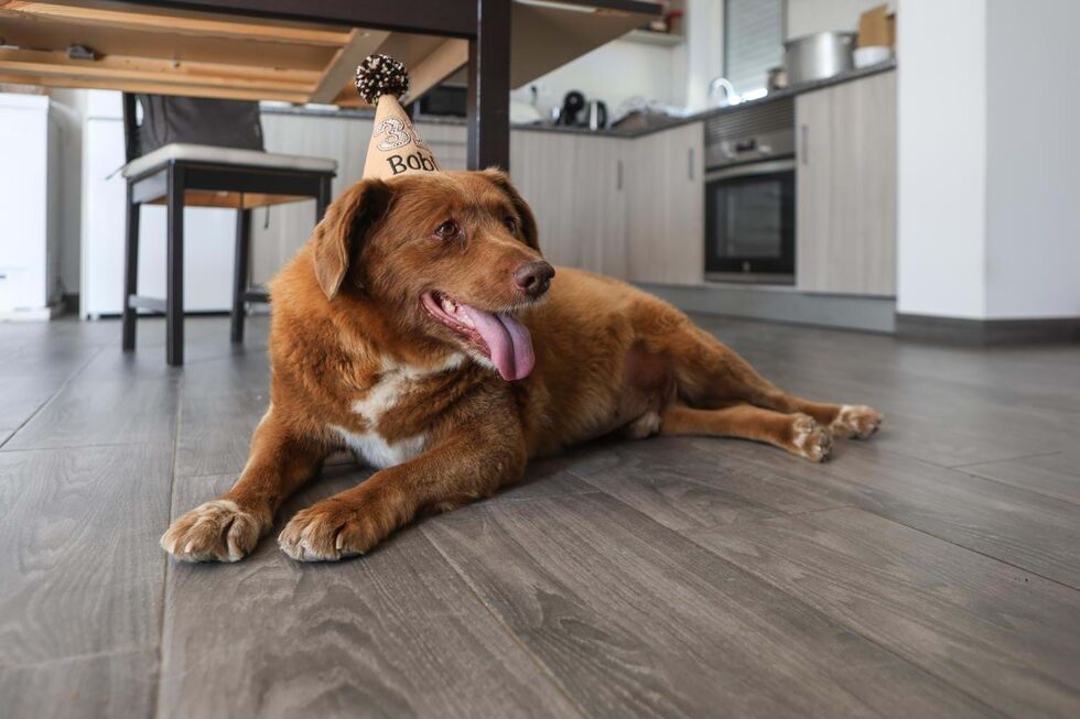 Bobi, 'o cão mais velho do mundo'