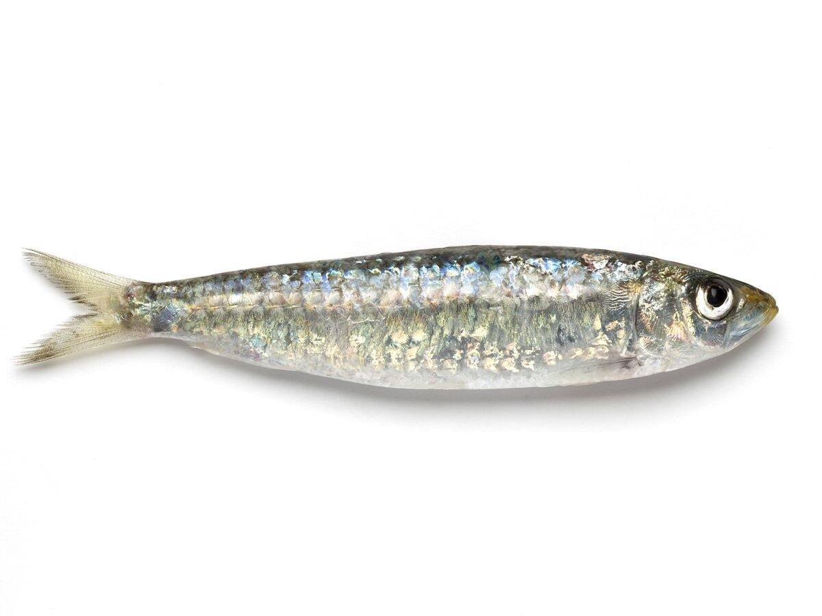Sardinha, ela pode desaparecer do prato