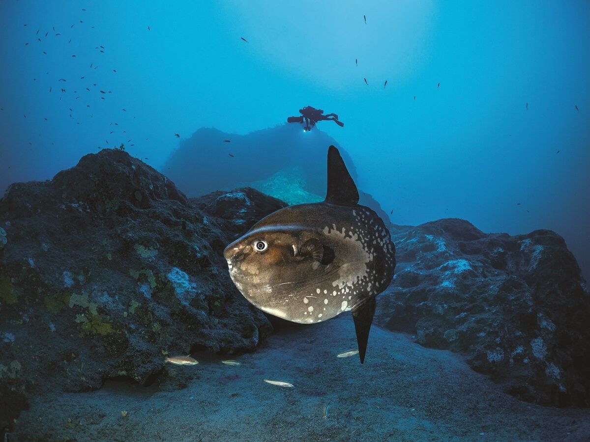 Laurent Ballesta: O mestre das profundezas