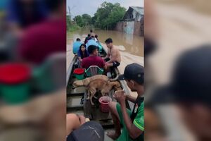 Voluntários resgatam animais de estimação abandonados devido às cheias na Bolívia