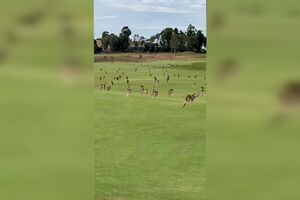 Centenas de cangurus invadem campo de golfe na Austrália
