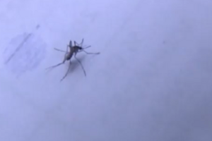 Epidemia de Dengue já matou mais de 550 pessoas no Brasil