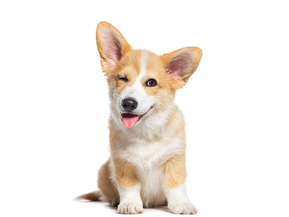 Donos testam ADN dos cães