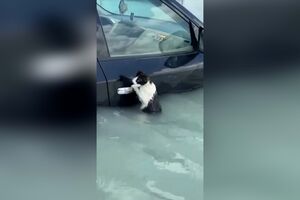 Gato agarra-se à porta de um carro para escapar às cheias no Dubai