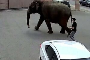 Elefante foge de circo e é visto a passear pelas ruas do estado norte-americano do Montana