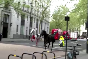 Cavalos à solta semeiam o pânico nas ruas de Londres