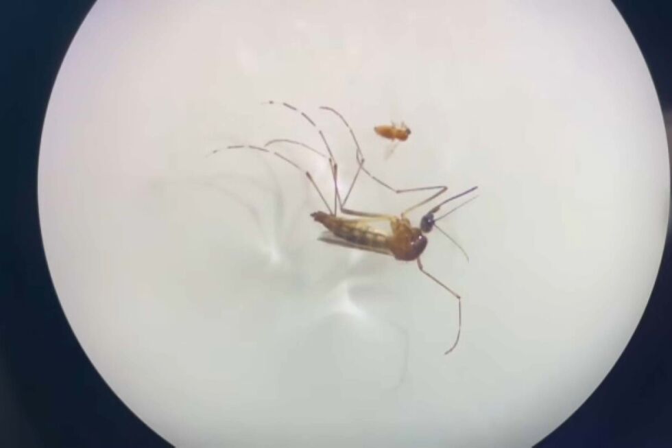 Alerta na Covilhã: mosquito transmissor de dengue detetado