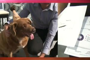 Afinal há provas científicas de que Bobi seria mesmo o cão mais velho do mundo. Dono quer levar caso a tribunal