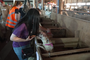 Abrigo improvisado acolhe cerca 2500 animais de estimação resgatados das cheias no Brasil