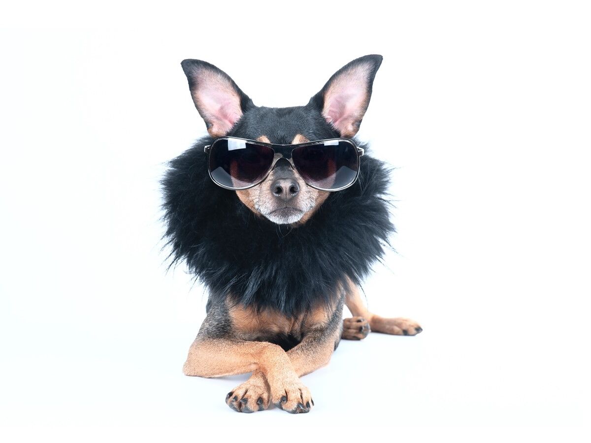 Já nem os cães têm vida de cão