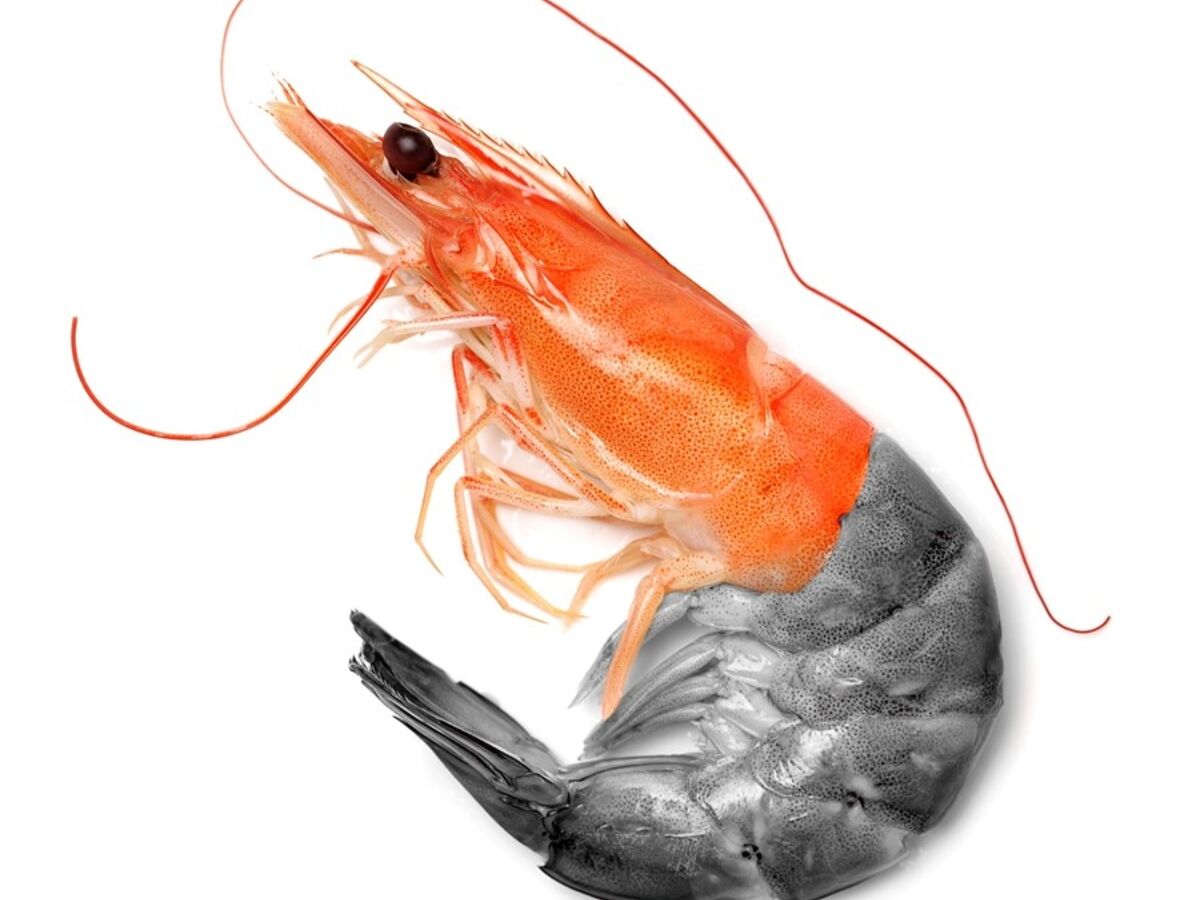 Atenção ao camarão que escolhe