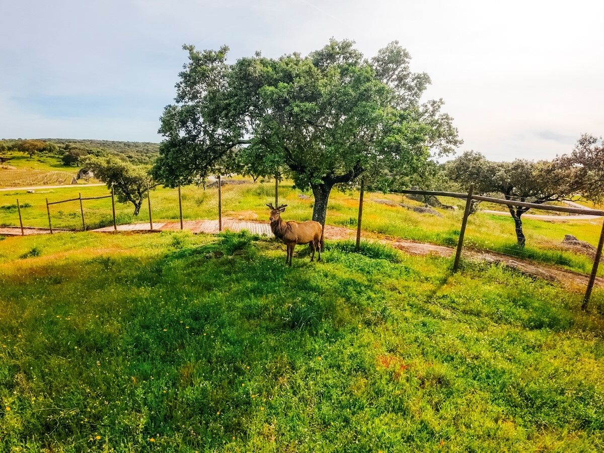 Herdade da Rocha: conforto rural no Alentejo