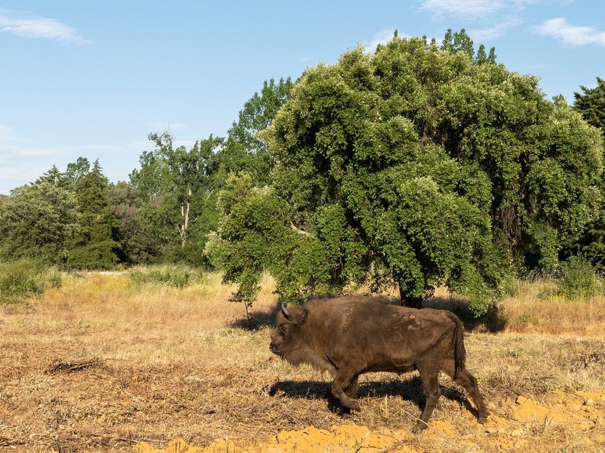 Já temos bisontes em Portugal