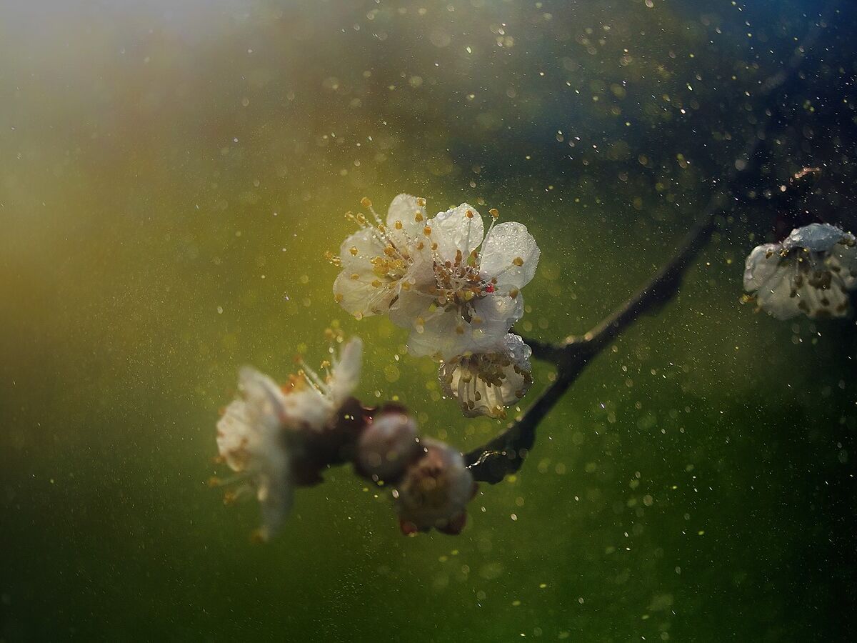 Porque estamos cada vez mais alérgicos?