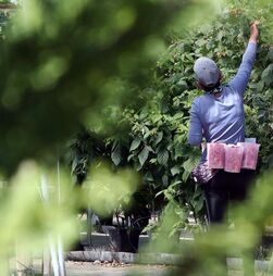 Trabalho não declarado: 'Na agricultura ou no têxtil há trabalhadores mais desprotegidos'