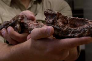 Descoberto no Brasil fóssil de réptil de era anterior à dos dinossauros
