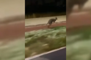 Canguru resgatado na Aroeira em Almada