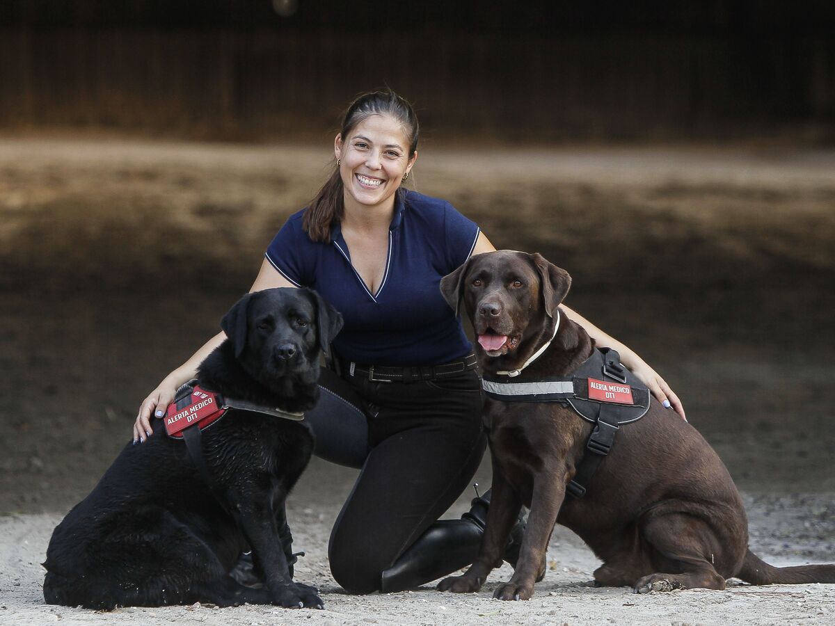 Cães que farejam a diabetes