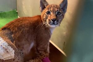 Lince atropelado foi salvo por cirurgia