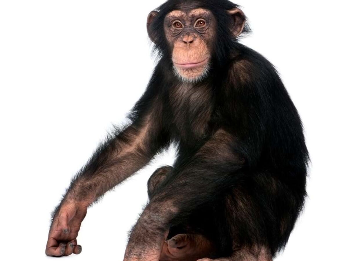 Os animais também se medicam