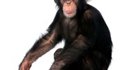 <![CDATA[ Chimpanzés utilizam ritmo para comunicar entre si ]]>