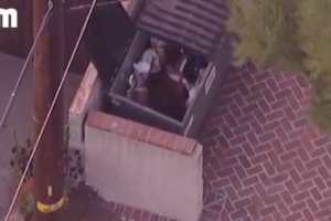 Ursos apanhados a passear e vasculhar caixotes de lixo em bairro na Califórnia