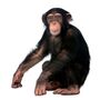 Chimpanzés utilizam ritmo para comunicar entre si