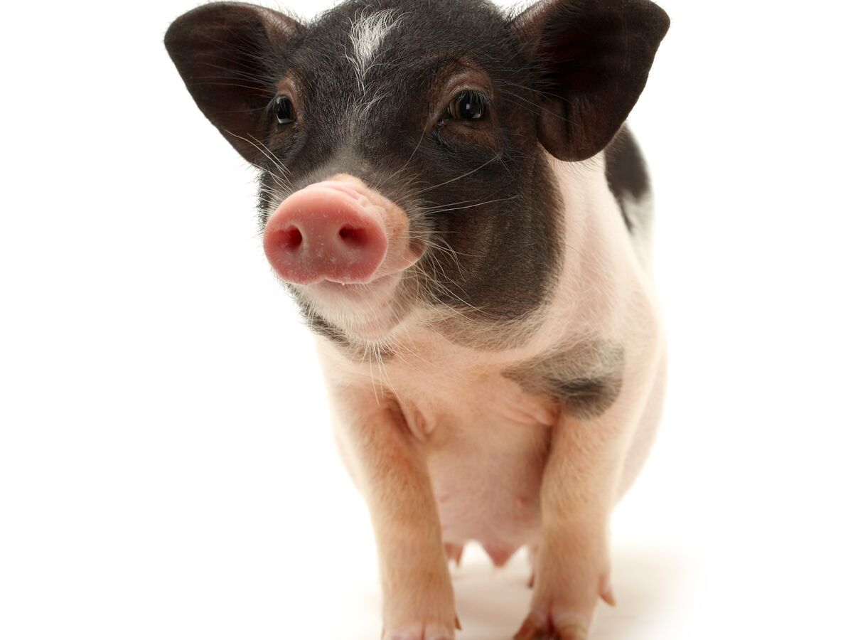 Estes porcos não são para comer