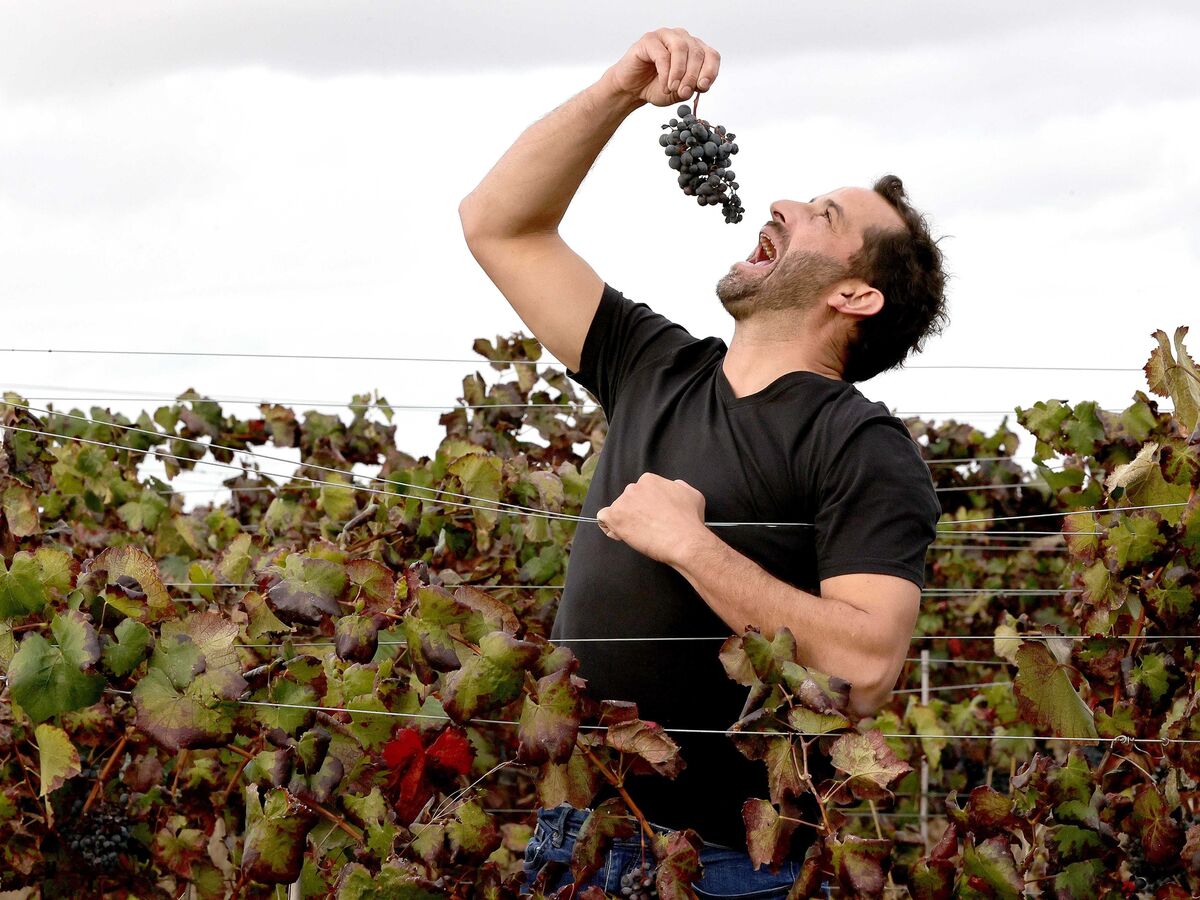 António Maçanita: "Há vinho espanhol vendido como português"