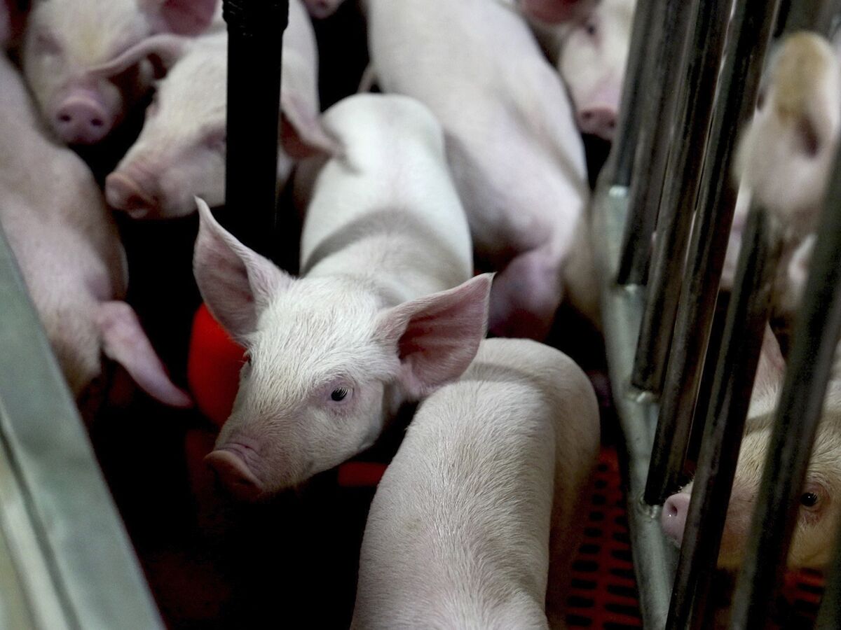 Rins de porco em humanos