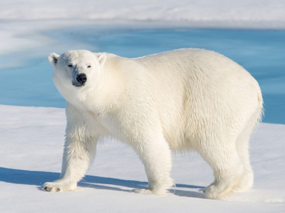 O novo vizinho é um urso polar