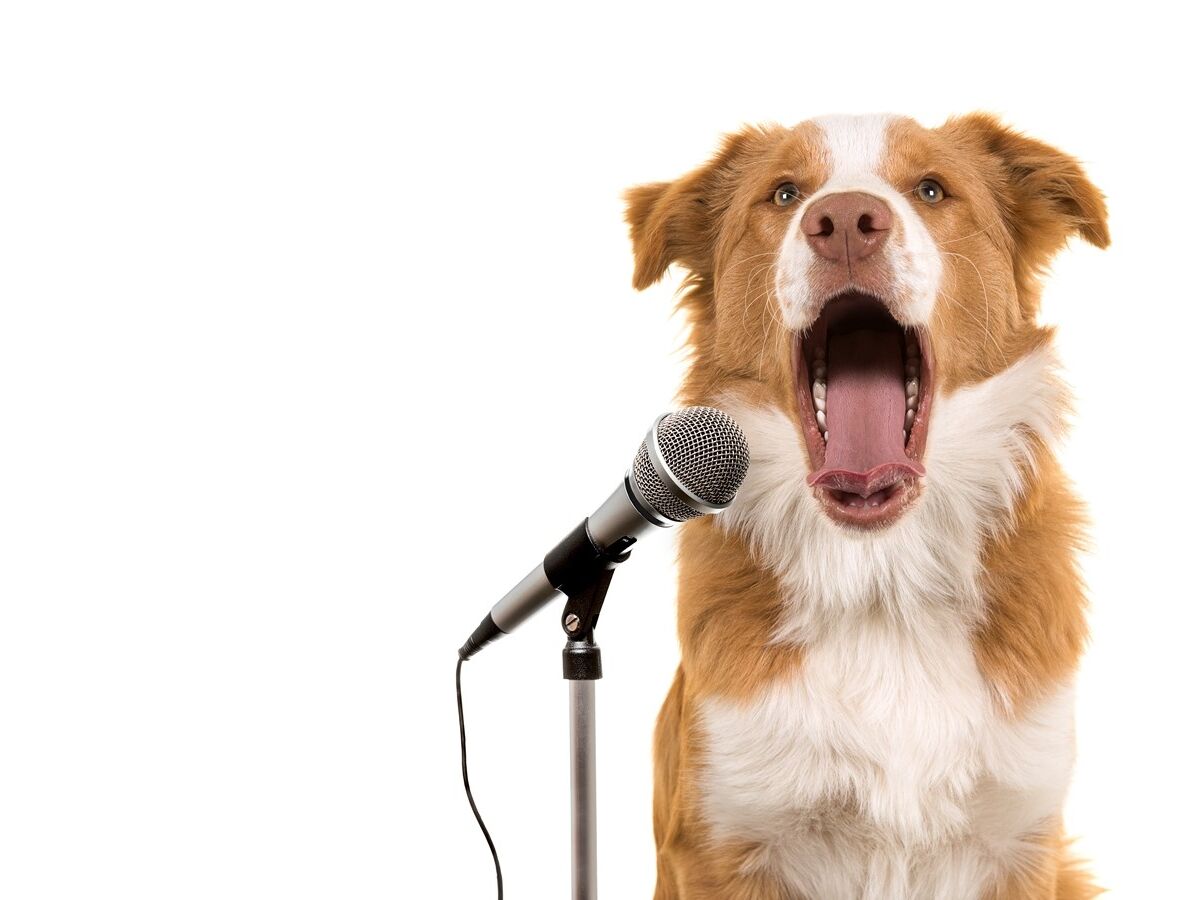 Os nossos cães estão mesmo a falar connosco?