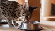 <![CDATA[ Com o frio, os gatos precisam de mais energia para se protegerem: conheça a nutrição adequada para os felinos nesta altura do ano! ]]>