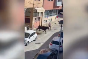 Vaca à solta deixa Mondim de Basto em alvoroço