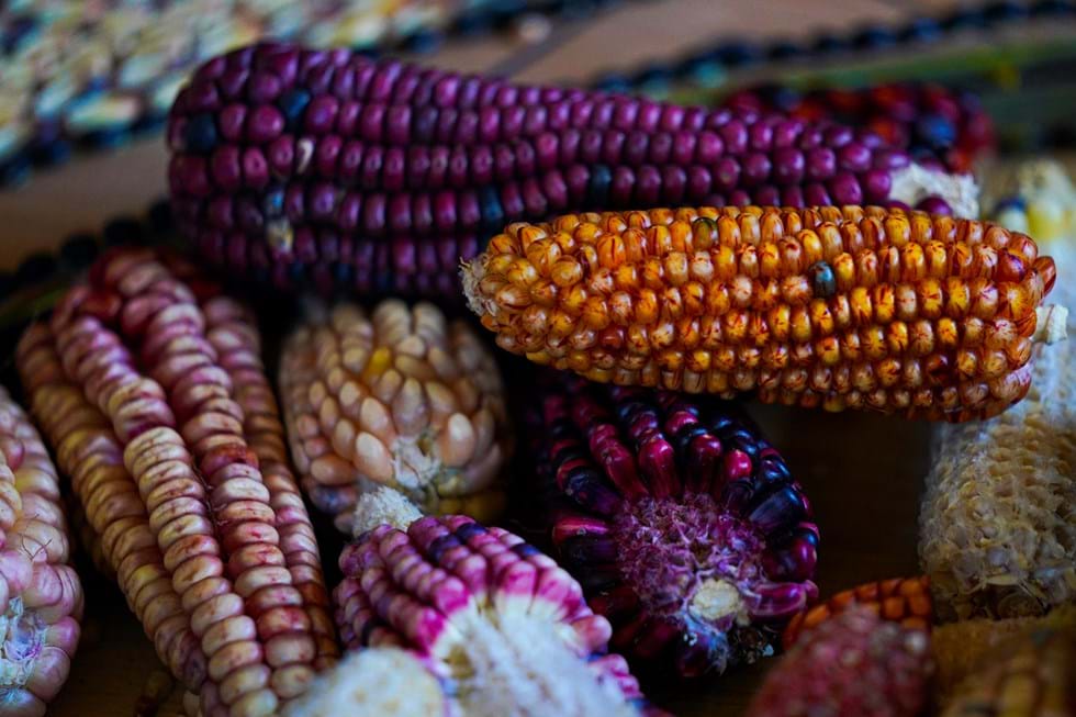 Uso de glifosato e produção de milho geneticamente modificado podem trazer riscos à saúde pública e às variedades nativas de milho