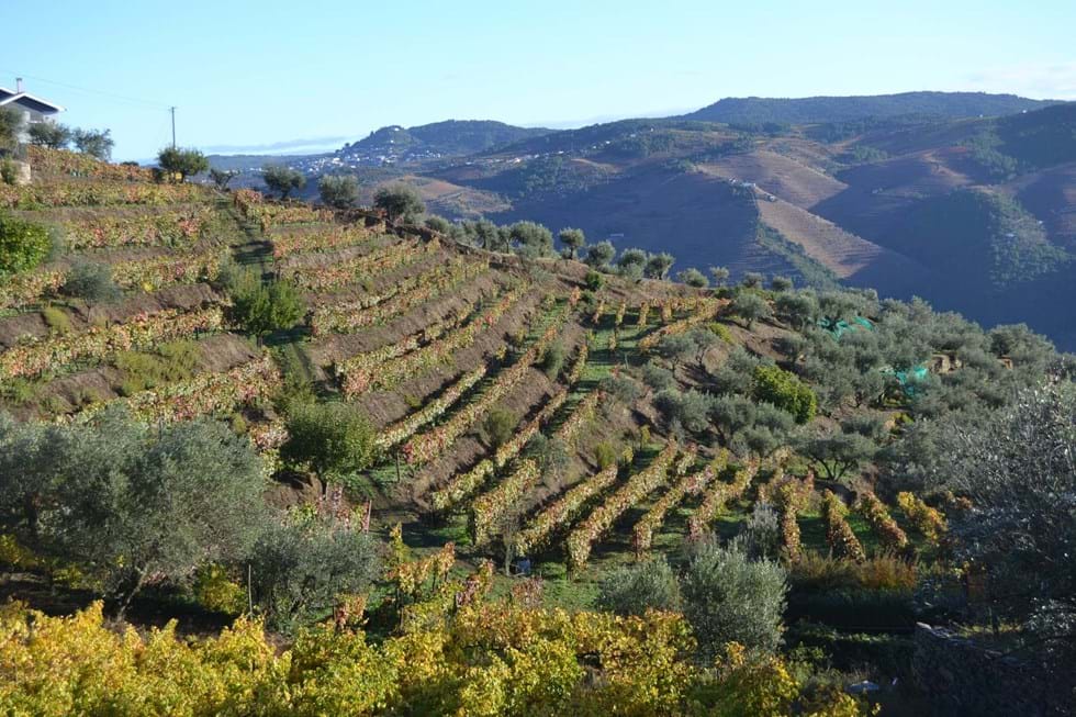 Vinhedos de origem, em Celeirós do Douro, vivem com azeitonas e árvores frutíferas, imitando a natureza