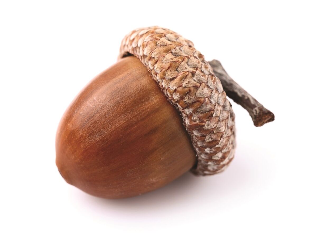 A bolota é o novo superalimento