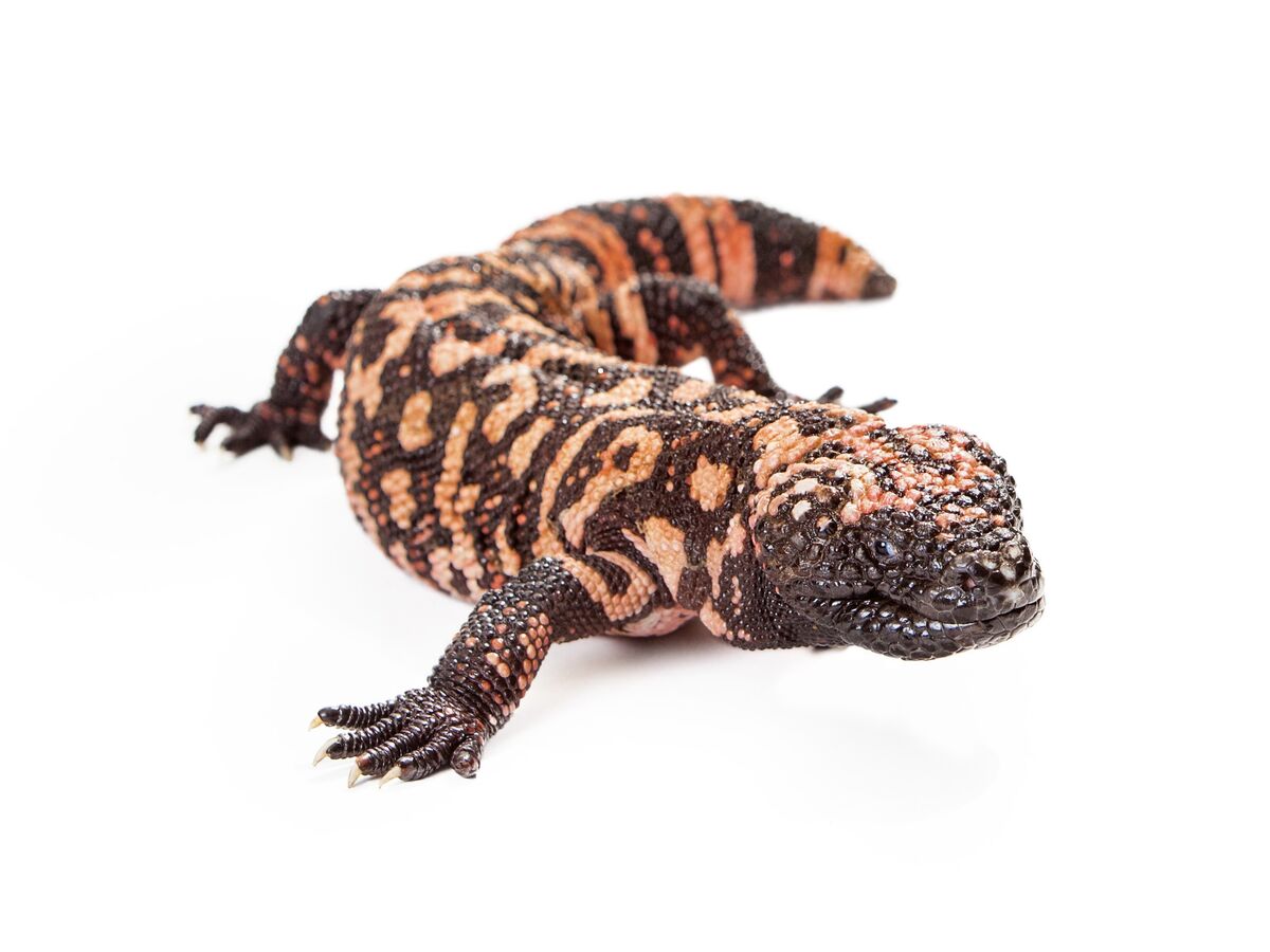 O lagarto que criou o Ozempic