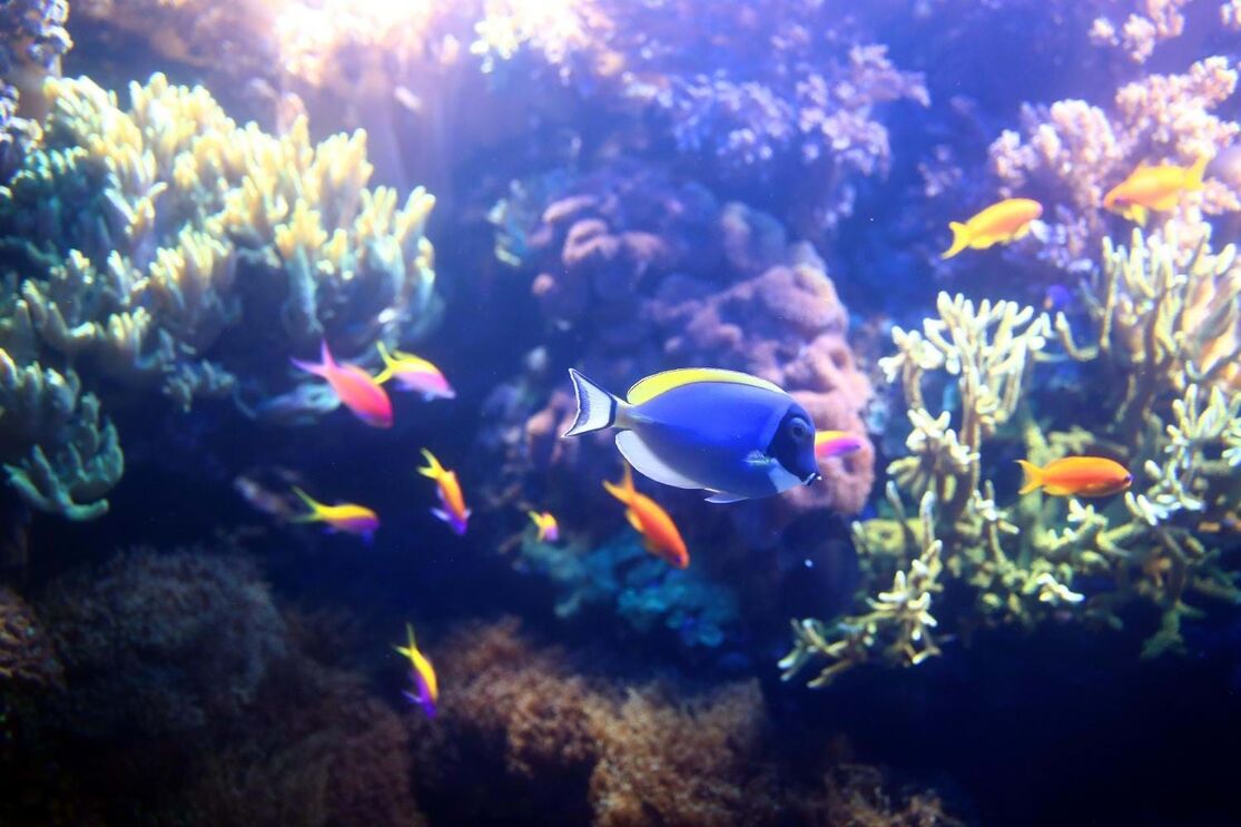 biorecursos marinhos