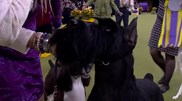 <![CDATA[ Este cão foi considerado o melhor canino na 149ª exposição anual do Westminster Kennel Club em Nova Iorque ]]>